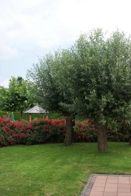 Knotwilg (Salix Alba) 4 Knotwilg (Salix Alba) - Image 2