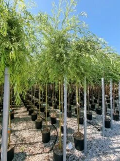 Gele Treurwilg (Salix Babylonica 'Aurea') -Garden Plants Series Store salix babylonica aurea