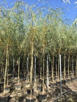 Gele Treurwilg (Salix Babylonica 'Aurea') -Garden Plants Series Store salix babylonica aurea 12 14cm