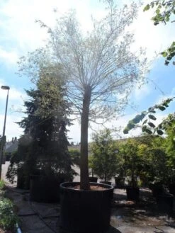 Treurwilg (Salix Sepulcralis 'Chrysocoma') 13 Treurwilg (Salix Sepulcralis 'Chrysocoma') -Garden Plants Series Store salix sepulcralis chrysocoma 70 80ho c1500