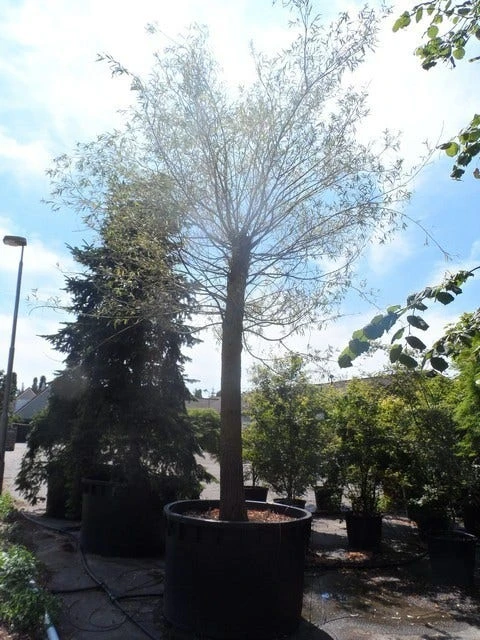 Treurwilg (Salix Sepulcralis 'Chrysocoma') 8 Treurwilg (Salix Sepulcralis 'Chrysocoma') - Image 6