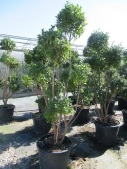 Camelia Als Bonsai (Camellia Sasanqua) -Garden Plants Series Store sasanquapompon01 1