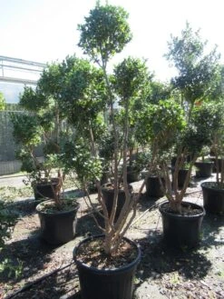 Camelia Als Bonsai (Camellia Sasanqua) -Garden Plants Series Store sasanquapompon03 1