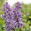 Tweekleurige Sering (Syringa Vulgaris 'Sensation')