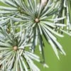 Treurceder (Cedrus Libani 'Glauca Pendula') -Garden Plants Series Store sepa13888