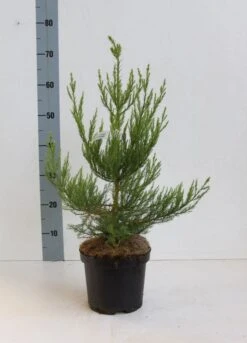 Mammoetboom (Sequoiadendron Giganteum) -Garden Plants Series Store seqouiadendron giganteum 40 50 co. 3l kopie