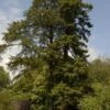 Kustmammoetboom (Sequoia Sempervirens) -Garden Plants Series Store sequoia sempervirens