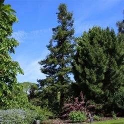 Kustmammoetboom (Sequoia Sempervirens) -Garden Plants Series Store sequoia sempervirens 1