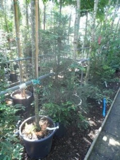 Kustmammoetboom (Sequoia Sempervirens) -Garden Plants Series Store sequoia sempervirens 125 150 c20