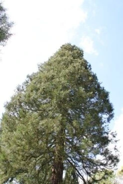 Mammoetboom (Sequoiadendron Giganteum) -Garden Plants Series Store sequoiadendron giganteum 1