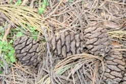 Mammoetboom (Sequoiadendron Giganteum) -Garden Plants Series Store sequoiadendron giganteum 3