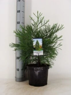 Mammoetboom (Sequoiadendron Giganteum) -Garden Plants Series Store sequoiadendron giganteum c3 m