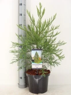 Mammoetboom (Sequoiadendron Giganteum) -Garden Plants Series Store sequoiadendron giganteum c5 m