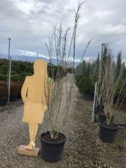 Chinese Judasboom (Cercis Chinensis 'Shirobana') -Garden Plants Series Store shirobana200 1