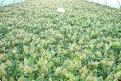 Skimmia (Skimmia Confusa 'Kew Green') -Garden Plants Series Store skimmia kew green c3 2