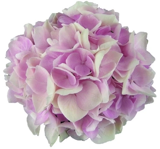Hortensia Soft Pink Salsa (Hydrangea 'Music Collection') 5 Hortensia Soft Pink Salsa (Hydrangea 'Music Collection') - Image 3