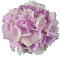 Hortensia Soft Pink Salsa (Hydrangea 'Music Collection') -Garden Plants Series Store soft pink salsa 2
