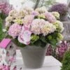 Hortensia Soft Pink Salsa (Hydrangea 'Music Collection') -Garden Plants Series Store soft pink salsa 2 2
