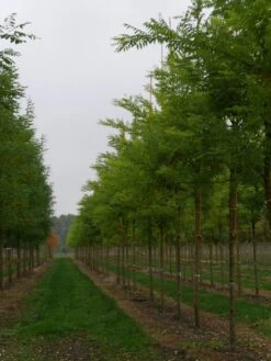 Grote Honingboom (Sophora Japonica 'Regent') -Garden Plants Series Store sophora japonica regent 20 25 30 lv