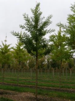 Grote Honingboom (Sophora Japonica 'Regent') -Garden Plants Series Store sophora japonica regent 25 30 lv