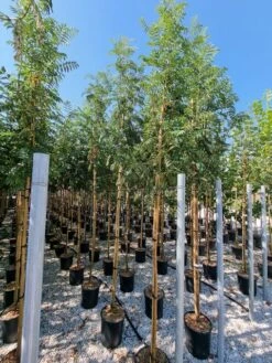 Gewone Lijsterbes (Sorbus Aucuparia) -Garden Plants Series Store sorbus aucuparia 8 10 2