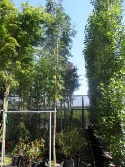 Lijsterbes (Sorbus Aucuparia 'Edulis') -Garden Plants Series Store sorbus aucuparia edulis 14 16ho cont