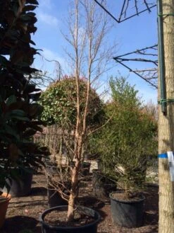 Schijncamelia (Stewartia Pseudocamellia) -Garden Plants Series Store stewartia pseudocamellia 350 400