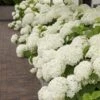 Hortensia (Hydrangea 'Strong Annabelle') -Garden Plants Series Store strong annabelle 10