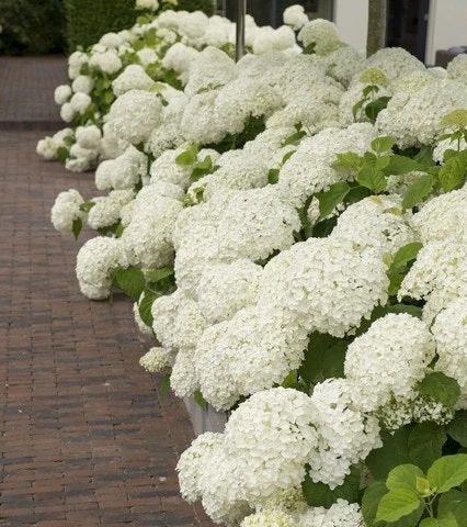 Hortensia (Hydrangea 'Strong Annabelle') 3 Hortensia (Hydrangea 'Strong Annabelle')
