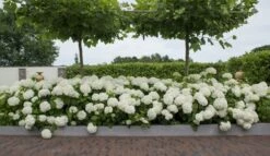 Hortensia (Hydrangea 'Strong Annabelle') -Garden Plants Series Store strong annabelle 11 1