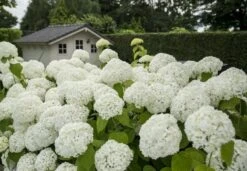 Hortensia (Hydrangea 'Strong Annabelle') -Garden Plants Series Store strong annabelle 2 1