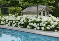 Hortensia (Hydrangea 'Strong Annabelle') -Garden Plants Series Store strong annabelle 5 1