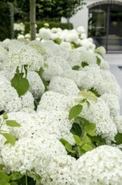 Hortensia (Hydrangea 'Strong Annabelle') -Garden Plants Series Store strong annabelle 9 1