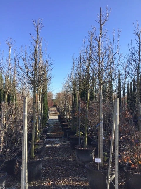 Magnolia Als Boom (Magnolia 'Susan') 4 Magnolia Als Boom (Magnolia 'Susan') - Image 2