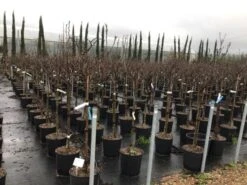 New Arrival -Garden Plants Series Store susanopstam 1