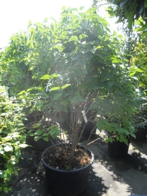 Sering (Syringa Vulgaris 'Michel Buchner') 4 Sering (Syringa Vulgaris 'Michel Buchner') - Image 2