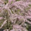 Tamarisk Als Boom (Tamarix Tetrandra) -Garden Plants Series Store tamarix tetrandra02