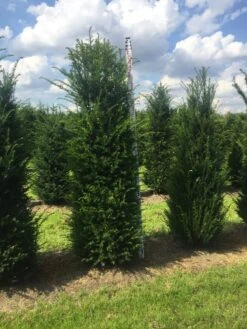 Grote Venijnboom (Taxus Baccata) -Garden Plants Series Store taxus 200225 x 50 60 1