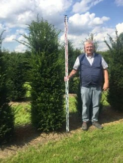 Grote Venijnboom (Taxus Baccata) -Garden Plants Series Store taxus 200225 x 5060 1