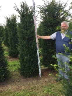 Grote Venijnboom (Taxus Baccata) -Garden Plants Series Store taxus baccaata 225250x5060 1
