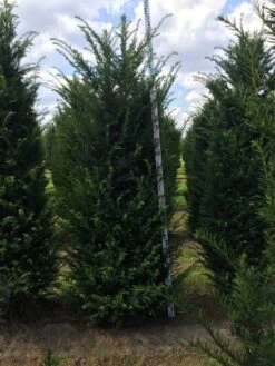 Grote Venijnboom (Taxus Baccata) -Garden Plants Series Store taxus baccata 225250x6080 1