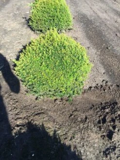 Grote Taxusbol (Taxus Baccata) -Garden Plants Series Store taxus baccata 60 cm platte bol drkl 1