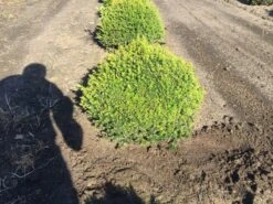 Grote Taxusbol (Taxus Baccata) -Garden Plants Series Store taxus baccata 60 cm platte bol drkl 2