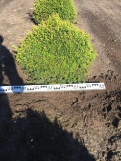 Grote Taxusbol (Taxus Baccata) -Garden Plants Series Store taxus baccata 70 cm platte bol drkl 2