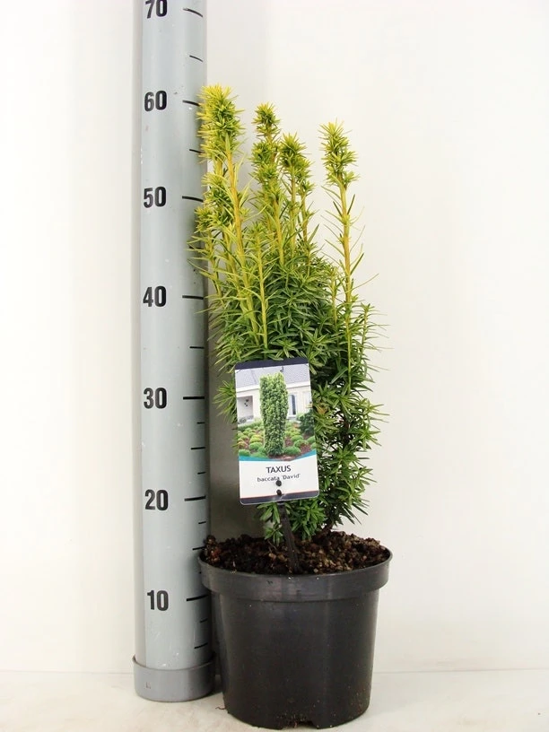 Gele Venijnboom (Taxus Baccata 'David') 4 Gele Venijnboom (Taxus Baccata 'David') - Image 2
