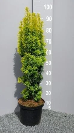 Gele Venijnboom (Taxus Baccata 'David') 10 Gele Venijnboom (Taxus Baccata 'David') -Garden Plants Series Store taxusdavid01