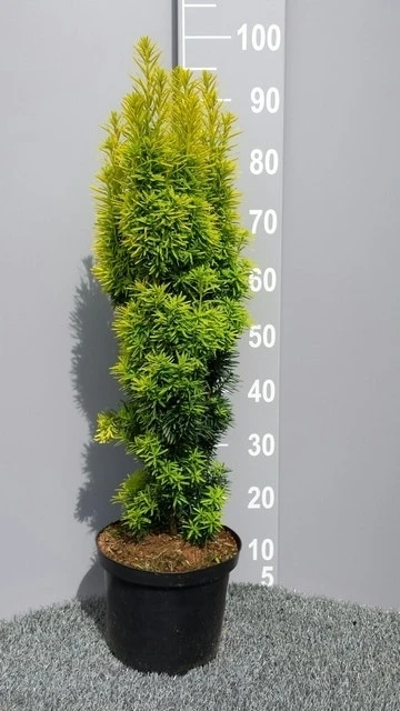Gele Venijnboom (Taxus Baccata 'David') 6 Gele Venijnboom (Taxus Baccata 'David') - Image 4