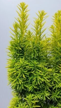 Gele Venijnboom (Taxus Baccata 'David') 11 Gele Venijnboom (Taxus Baccata 'David') -Garden Plants Series Store taxusdavid02