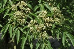 Bijenboom (Tetradium Daniellii)