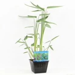 Thalia (Thalia Dealbata) -Garden Plants Series Store thalia dealbata s